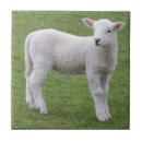 Recherche de agneau carreaux Moutons