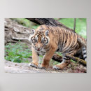 Recherche de tigré posters Mignon