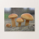 Recherche de tête de champignon Champignons