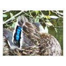 Search for duck feather art Animals