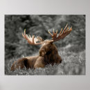Recherche de moose gifts Cabine