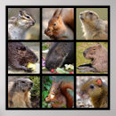 Search for rodent posters Mammal