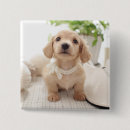 Search for miniature buttons Dachshund