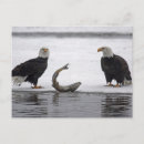 Search for eagle hunter postcards Predator