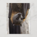Recherche de guano Voler