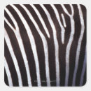 Search for zebra skin stickers White