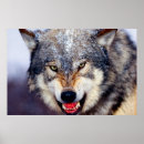 Search for winter wolves posters Wild animals