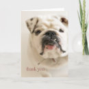Search for dog note photography Bulldog