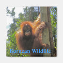 Search for bornean Indonesia