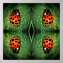 Search for ladybug posters Red