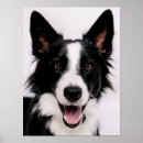 Search for collie posters Funny