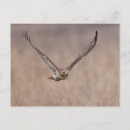 Recherche de buse cartes postales Nature