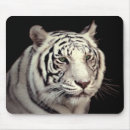 Recherche de tigre bengale tapis souris Chat