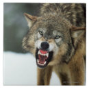 Recherche de horizontal carreaux Faune