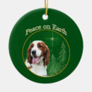 Search for springers Welsh springer spaniel