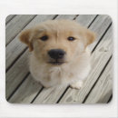 Recherche de chiots golden retriever tapis souris D'or