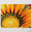 Search for floras flyers Floral