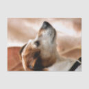 Search for dog tissue paper Terrier