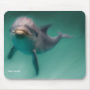 Recherche de dauphins tapis souris Nature