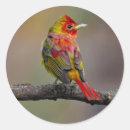 Search for scarlet stickers Photograph