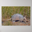 Search for armadillo posters Mammal