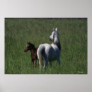 Search for arabs posters Equestrian