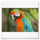 Recherche de ara d art Animaux