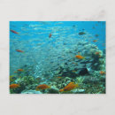 Recherche de de corail cartes postales Grand
