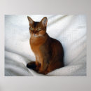Search for abyssinian cat Cute