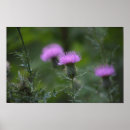 Recherche de chardon posters Fleurs