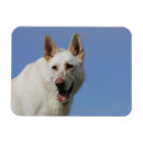 Recherche de berger blanc magnets Alsacien