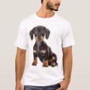 Recherche de dashund Chiot