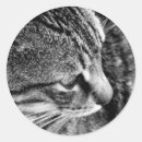 Search for black and white photography stickers Cat