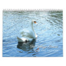 Search for swans swan calendars Nature
