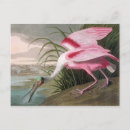 Search for birds of america postcards Green