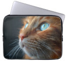 Search for gingers photography Orange tabby