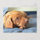 Search for vizsla postcards Puppy