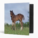 Search for equestrian standard avery binders Foal