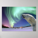 Search for threatened art Bear