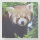 Recherche de panda rouge bar Animal