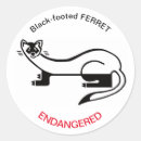 Search for ferret stickers Mustelid