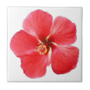 Search for hawaiian hibiscus flower tiles Flowers