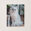 Search for cat puzzles Pet photo