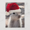 Recherche de squirrel christmas cards Animal