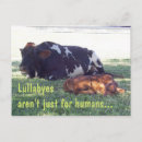 Search for bovines postcards Calf
