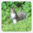 Search for squirrel square stickers Wild animal