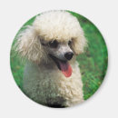 Search for poodle puppy magnets Cute