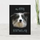 Search for border collie birthday cards Dogs