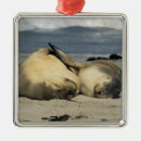 Search for sea lion ornaments Animal