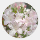 Search for azalea stickers Botanical